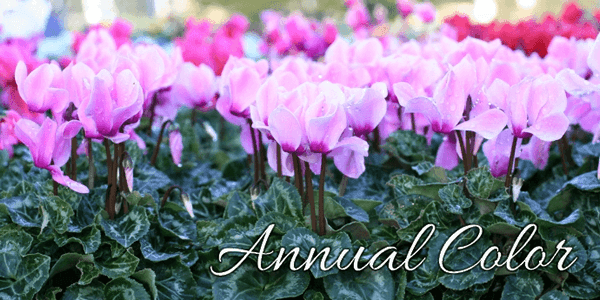 Devil Mountain Nursery