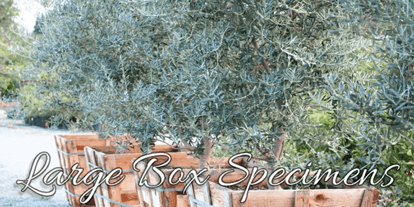 Devil Mountain Nursery