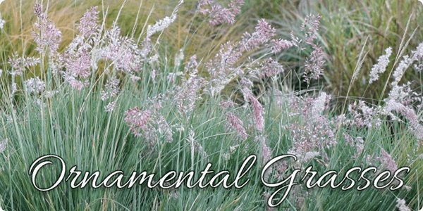 Devil Mountain Nursery