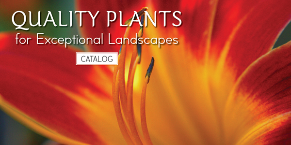 Devil Mountain Nursery