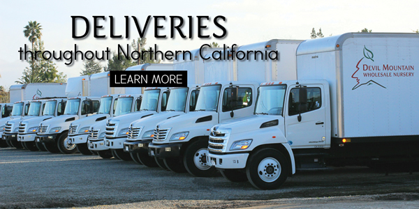 Devil Mountain Nursery