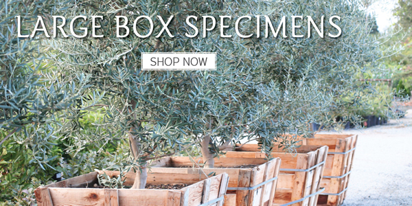 Devil Mountain Nursery