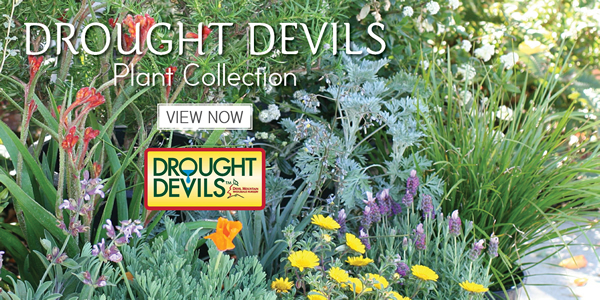 Devil Mountain Nursery