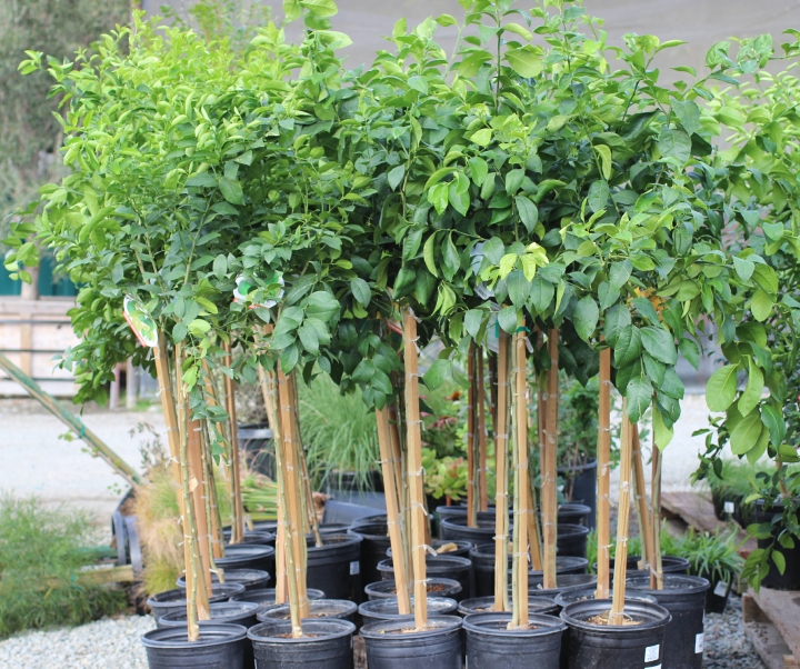 Blood Orange Trees Devil Mountain Nursery